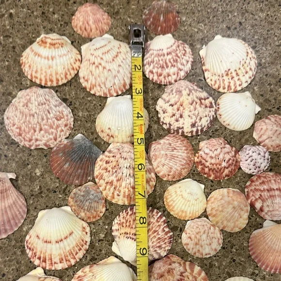 Natural Florida Scallop Sea Shell Accent Pack - Pink and Cream Decorative Shells - Picture 3 of 3